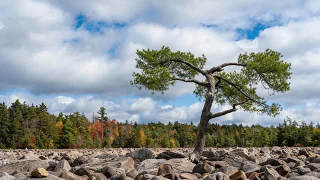 A wide view of the expansive, rocky boulder field at Hickory Run State Park in the Pennsylvania Poconos.