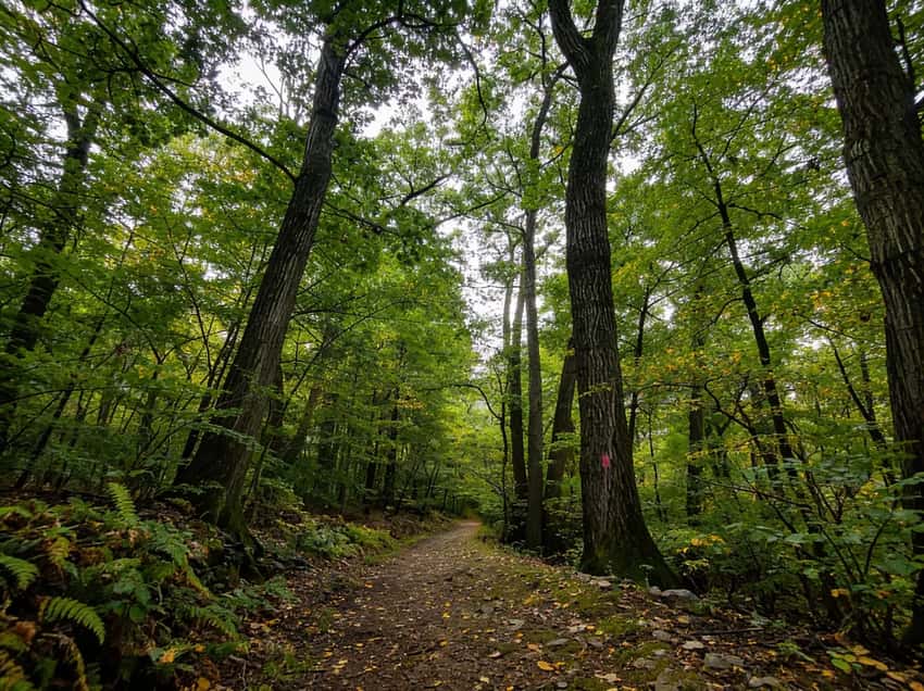 The massive Boyd Big Tree, a 300-year-old eastern hemlock standing 133 feet tall