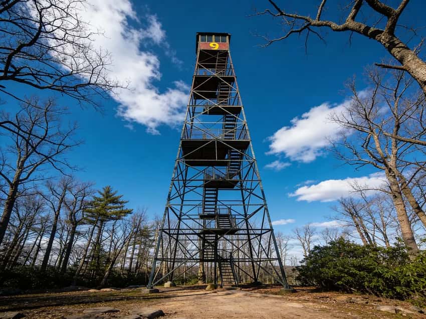 Cook Forest State Park: Forest Cathedral, Fire Tower & Old Growth Hiking: A high-resolution hero image showcasing the natural beauty of the park.