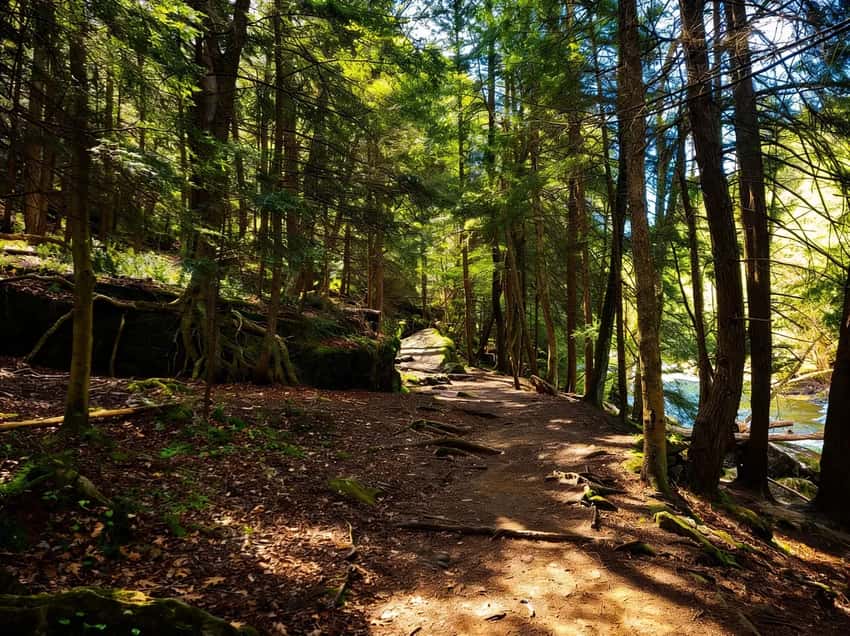 Alpha Pass Trail running along the creek