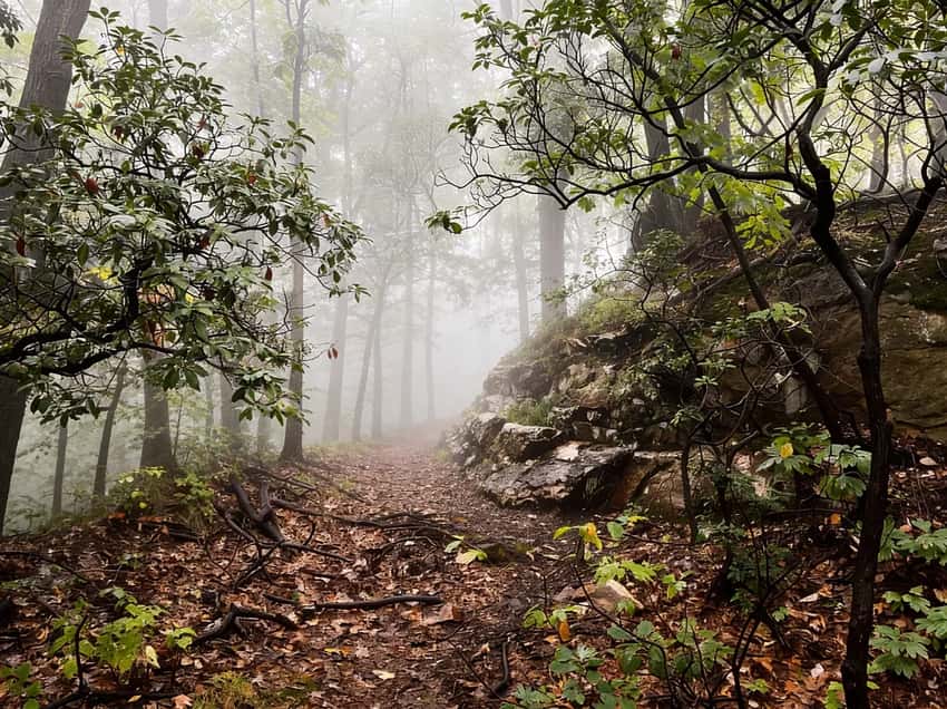 Forested Mount Joy hiking trail at Valley Forge National Historical Park