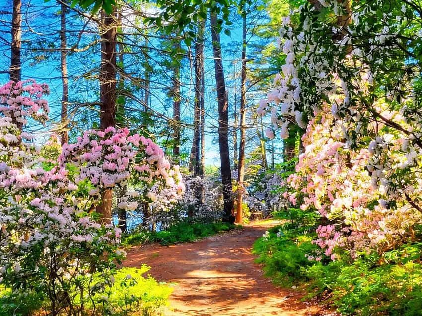 Mountain laurel blooms in Rothrock