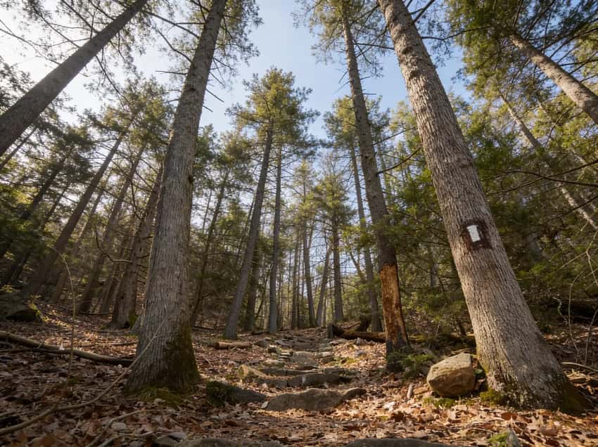 AT white blaze on tree in Michaux State Forest
