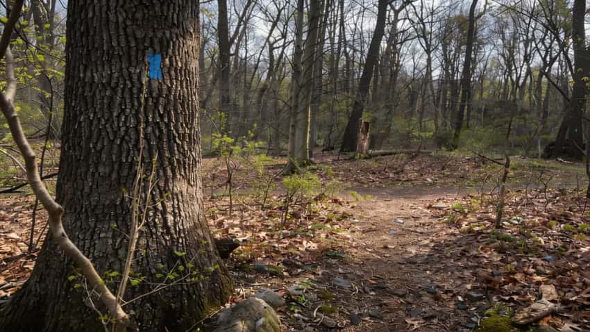 Old-growth eastern hemlocks in the cathedral-like grove of Boyd Big Tree Preserve.