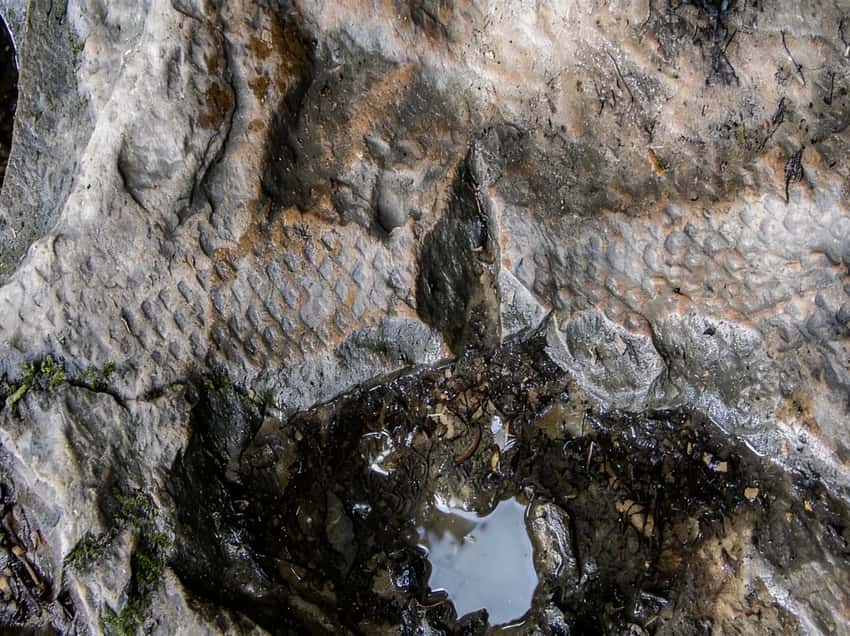 Fossil of Lepidodendron on sandstone at Ferncliff Peninsula