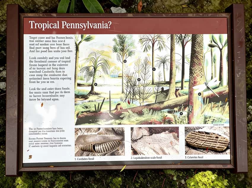 Tropical Pennsylvania plants preserved in sandstone