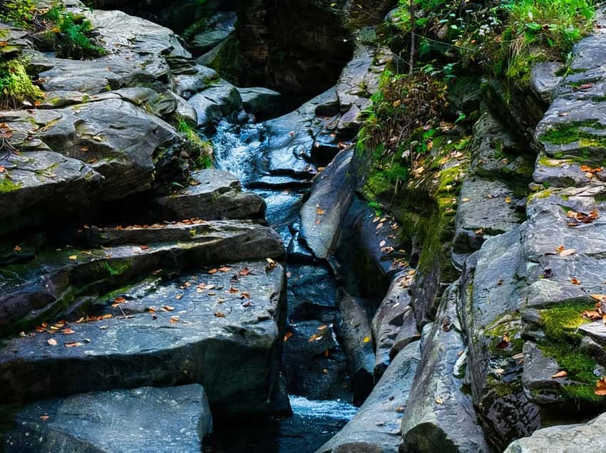 Wheelbarrow Run flowing through the forest